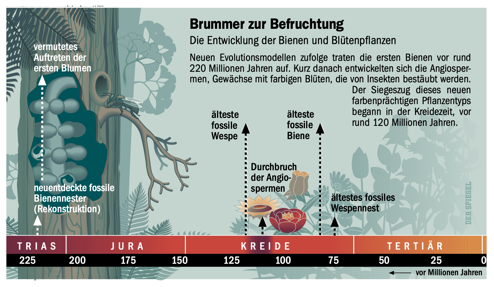 entwicklung_der_bienen.png