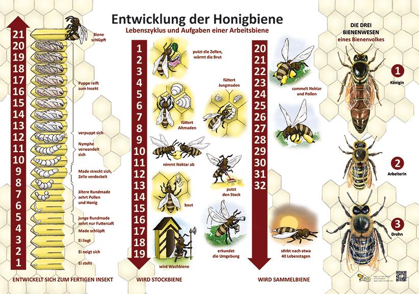 entwicklung.jpg
